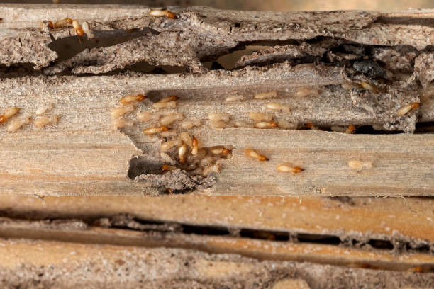 Pest Prevention Services in Kahaluu, HI