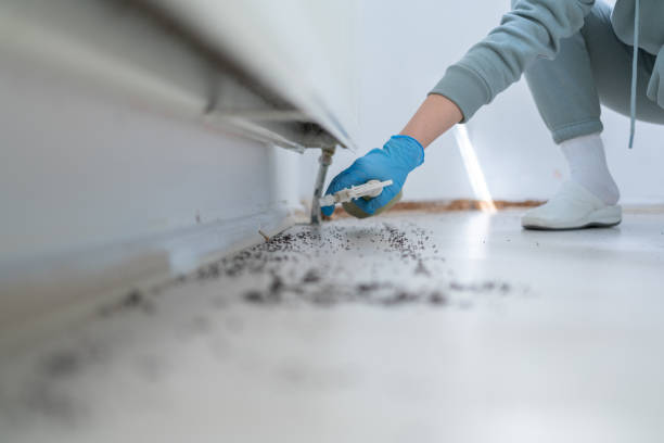 Best Local Pest Control Services  in Kahaluu, HI